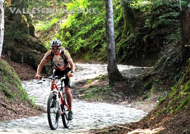 nella pineta - valle seriana bike